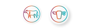 02_Agrifarm_FeedsIcnCattle